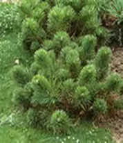 Сосна горная Пумилио    Pinus mugo 'Pumilio'